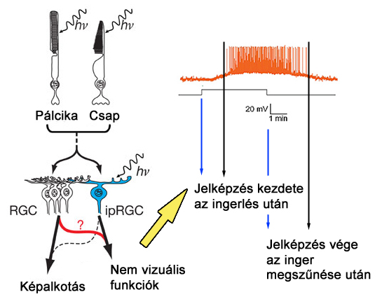 ipRGC típusú ganglion sejtek jelképzése