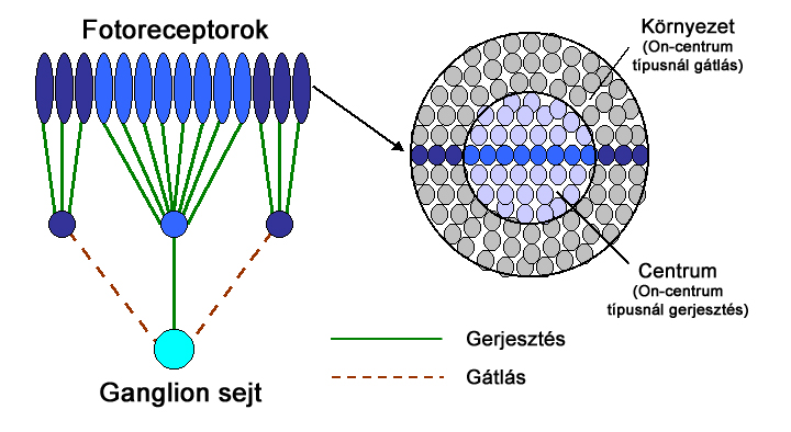 Csapok alkotta retinális receptor mezők felépítése (On-centrum)