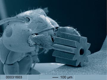 Mikrofogaskerék, amelyet egy hangya szájszervével fog meg