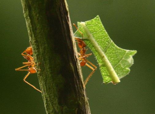 A hangya fürgén mozog, és testtömegének többszörösét képes rágójánál fogva csaknem függőlegesen felfelé cipelni