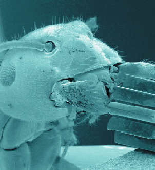 Mikroméretű fogaskerék, amelyet egy hangya éppen a szájszervével fog meg