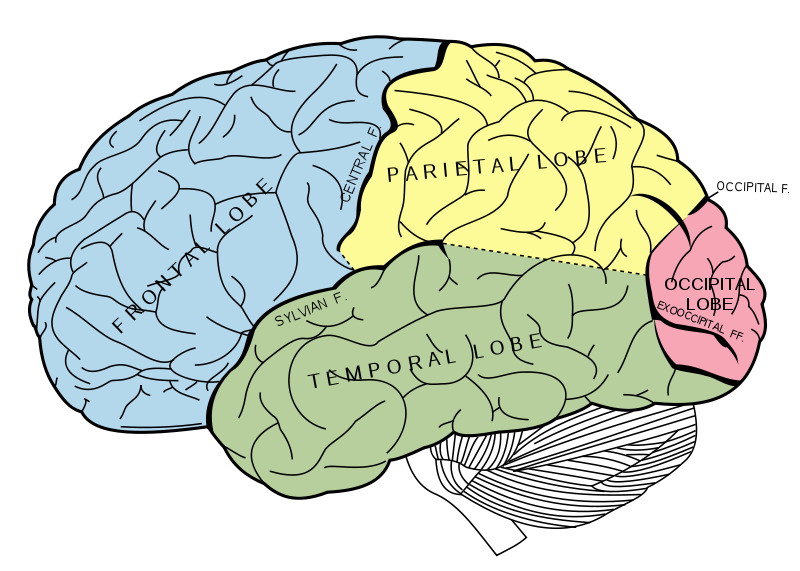 Kognitív tudományok (az emberi agy fontosabb területei)