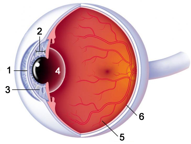 a látás szabályozása áfonya, hogyan lehet javítani a látást