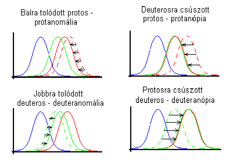 A színérzékelő receptorok spektrális eltolódásai