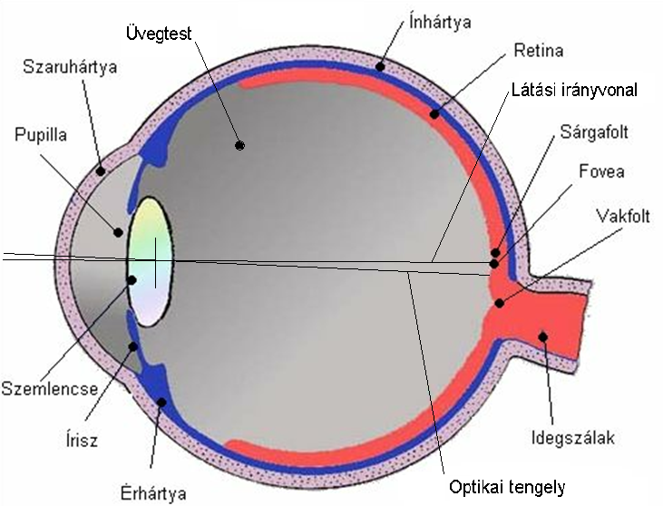 Látási funkciók látásélesség fény- és színérzékelés